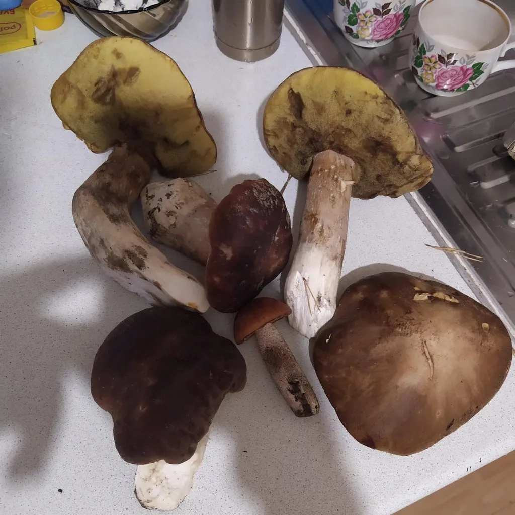 Чайная беседка