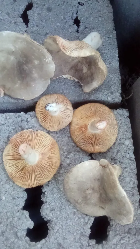 По грибы с лукошком