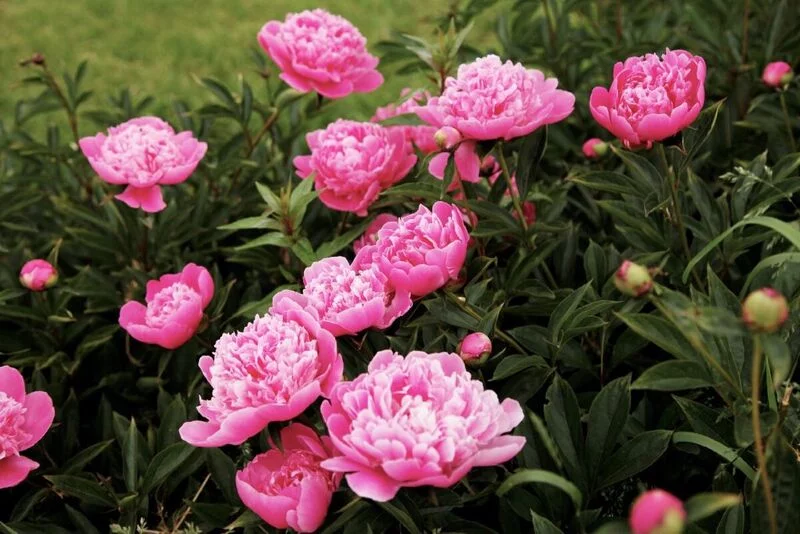 Зефирные букеты и композиции