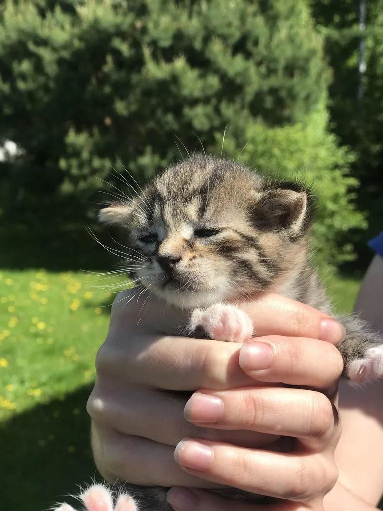 Помогите найти котятам дом!