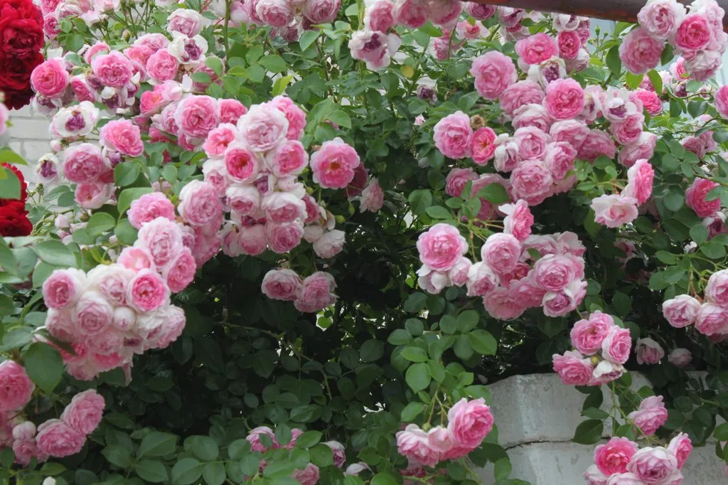 Чайная беседка