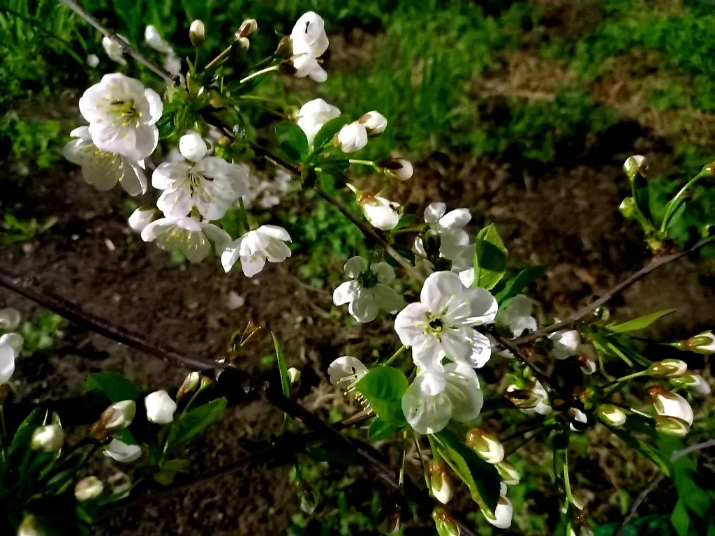 Tapтaлeтки & Ко