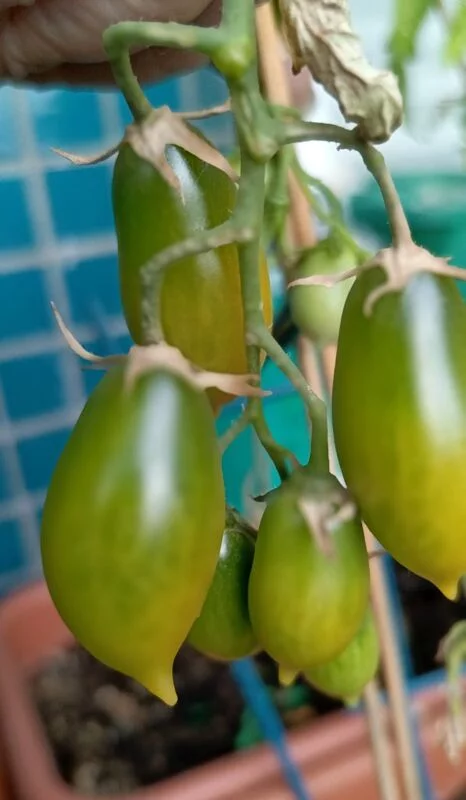 Tapтaлeтки & Ко