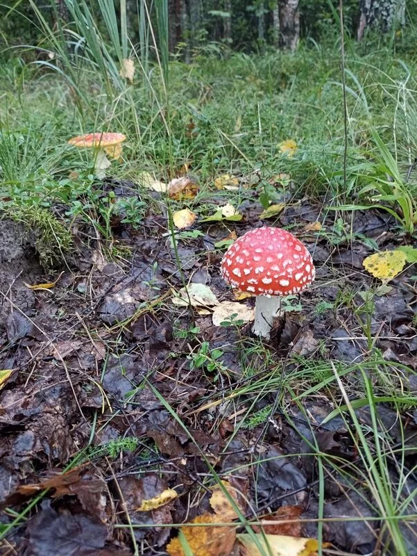 Фотонастроение