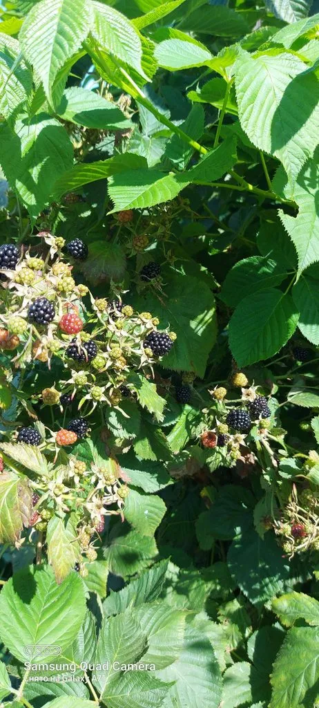 Чайная беседка