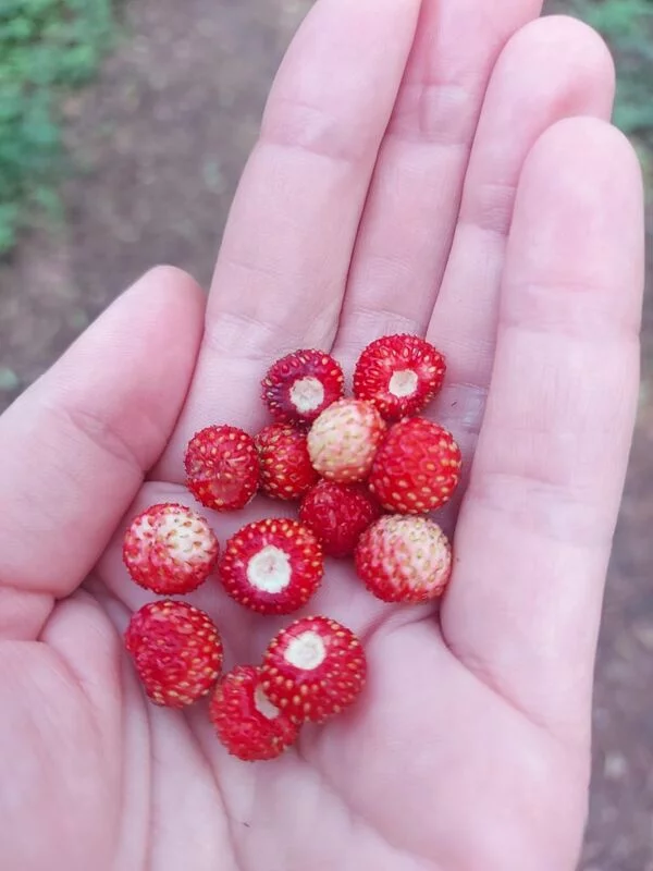 Чайная беседка