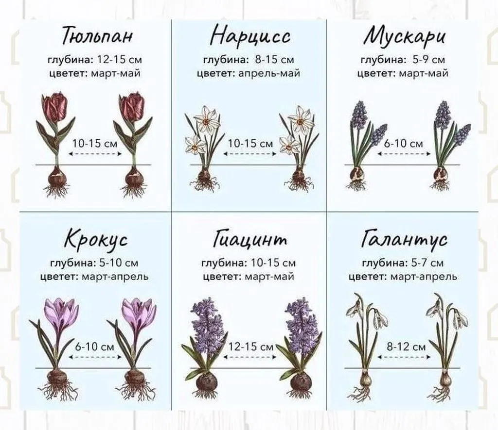 Садово-огородная  инфографика