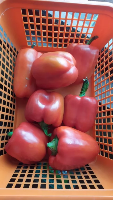 Где, что и когда купить в Москве