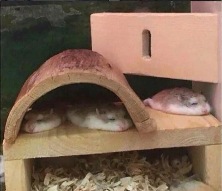 Эти забавные животные