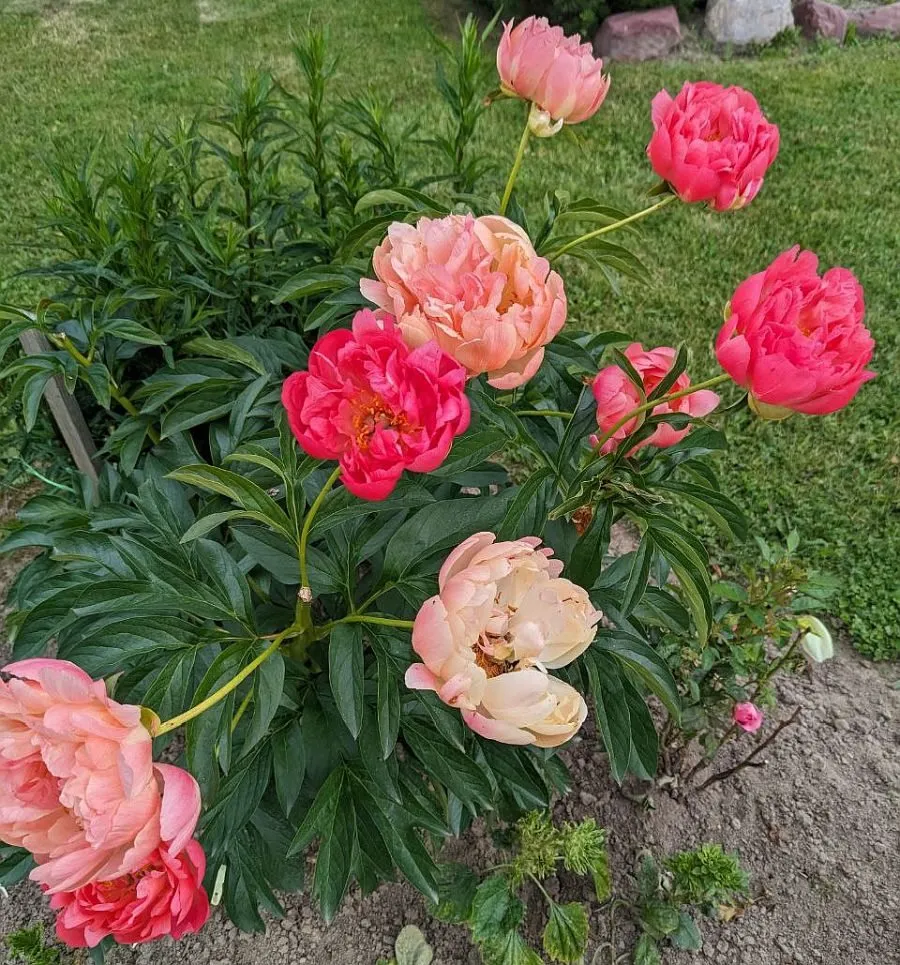 Флора