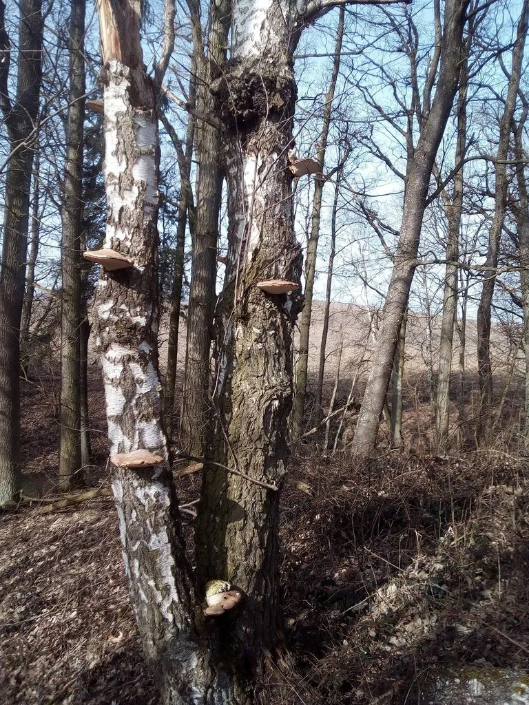 Мое австрийское житие