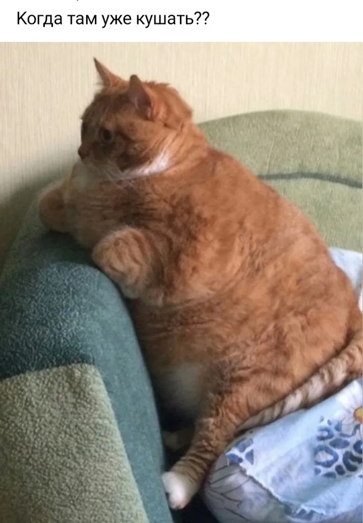 Кошичкина полиция