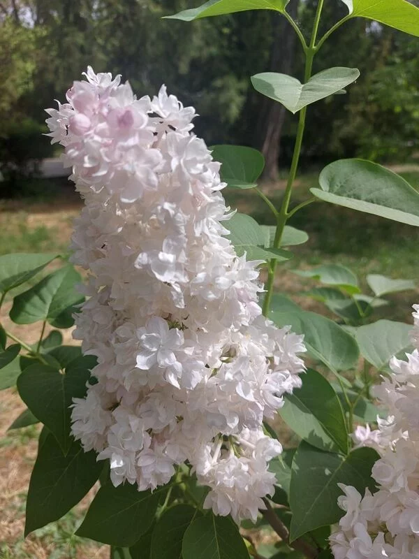 Чайная беседка