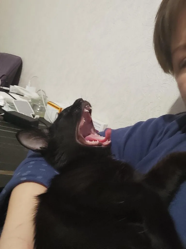 Tapтaлeтки & Ко