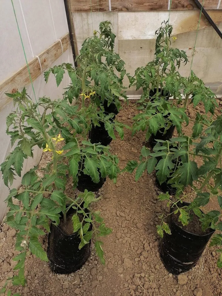 Пора выращивать рассаду