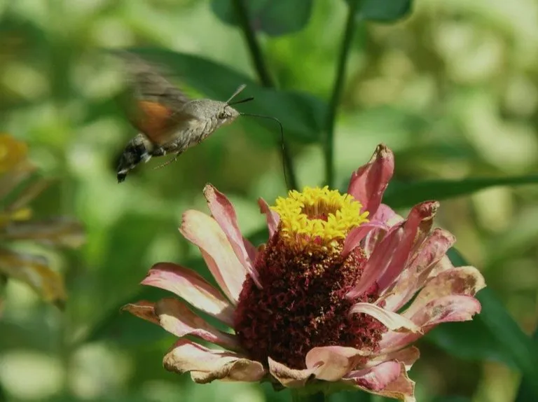 Чайная беседка