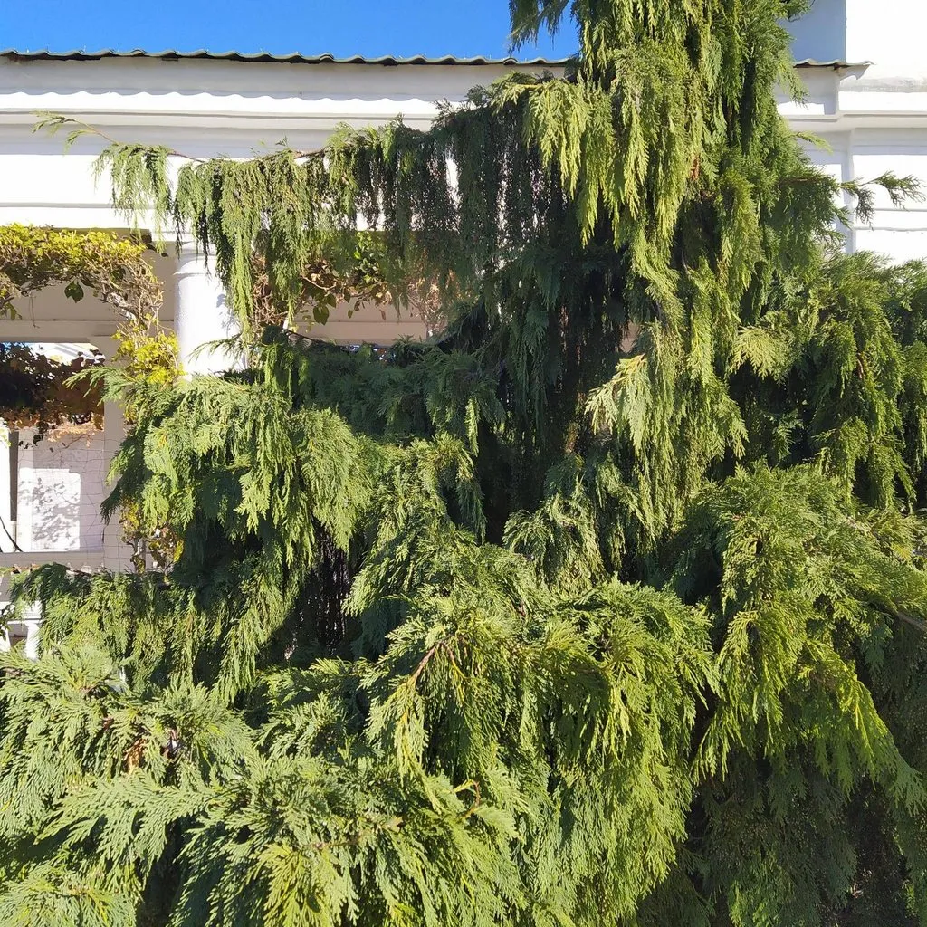 Флора