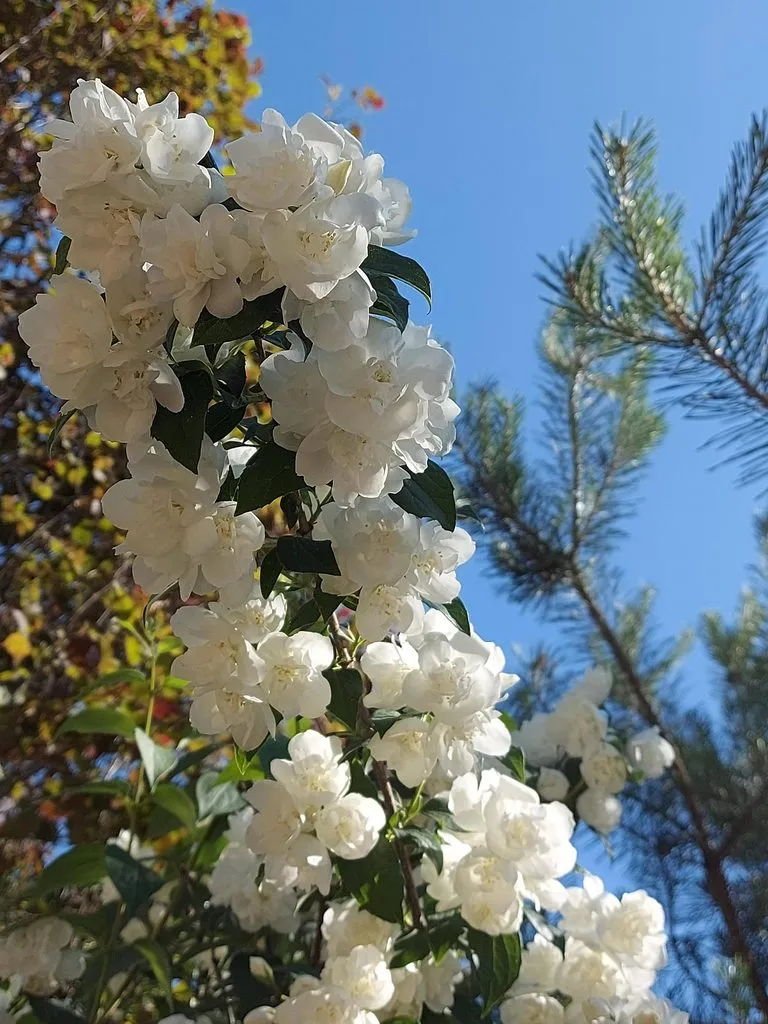 Чайная беседка