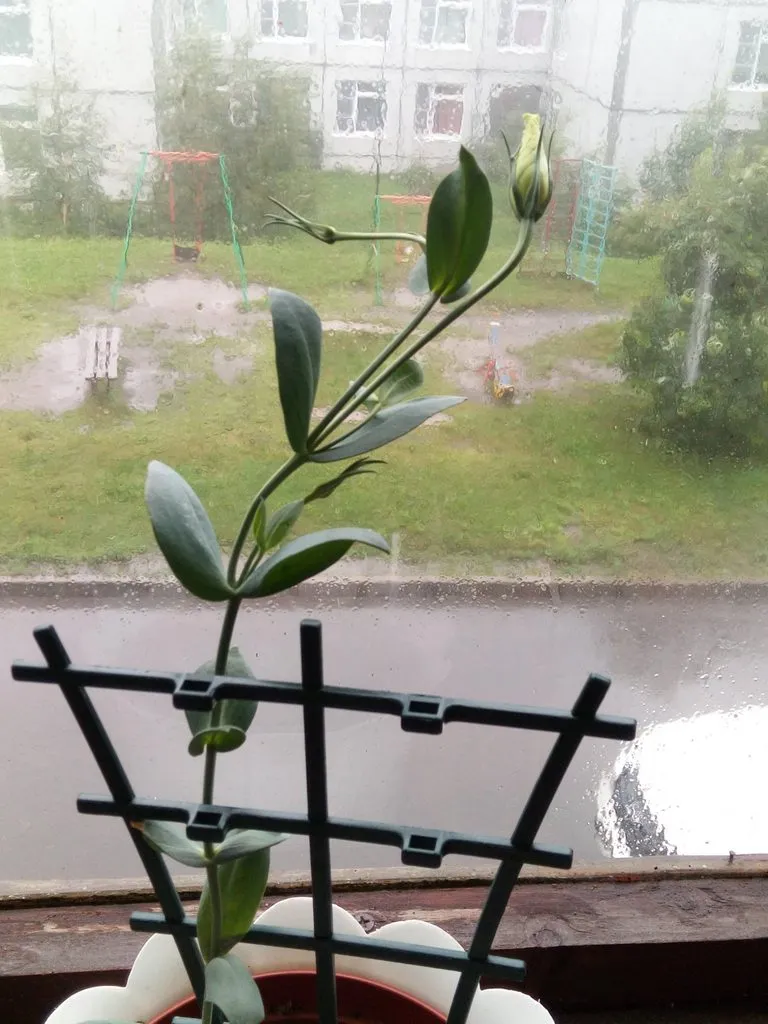 Чайная беседка