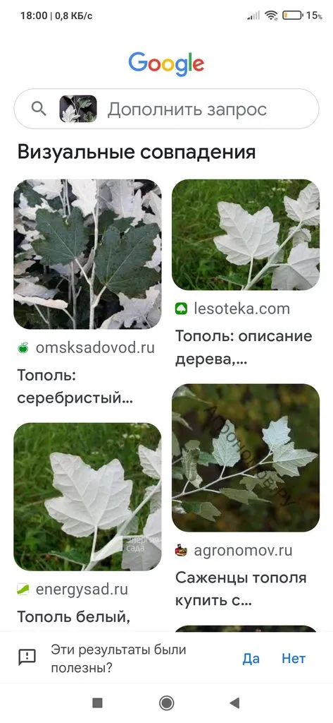 Что это за растение?