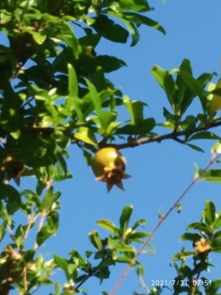 Tapтaлeтки & Ко