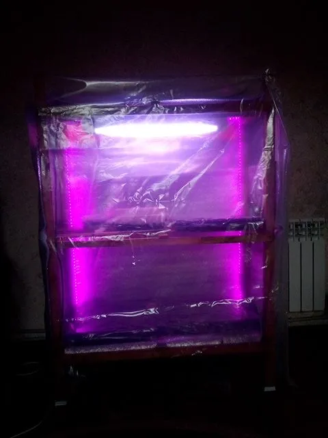 Пора выращивать рассаду