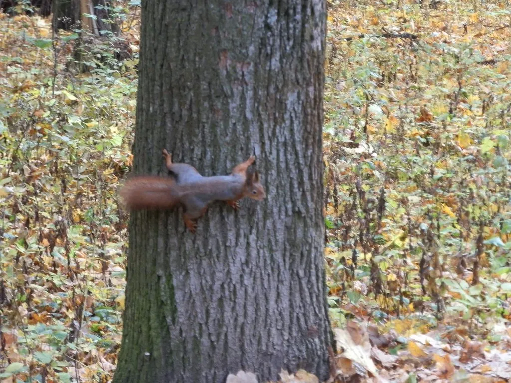 Чайная беседка