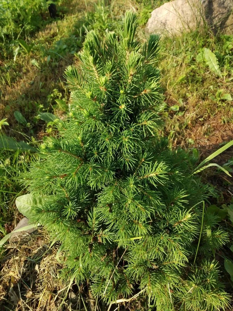 Tapтaлeтки & Ко