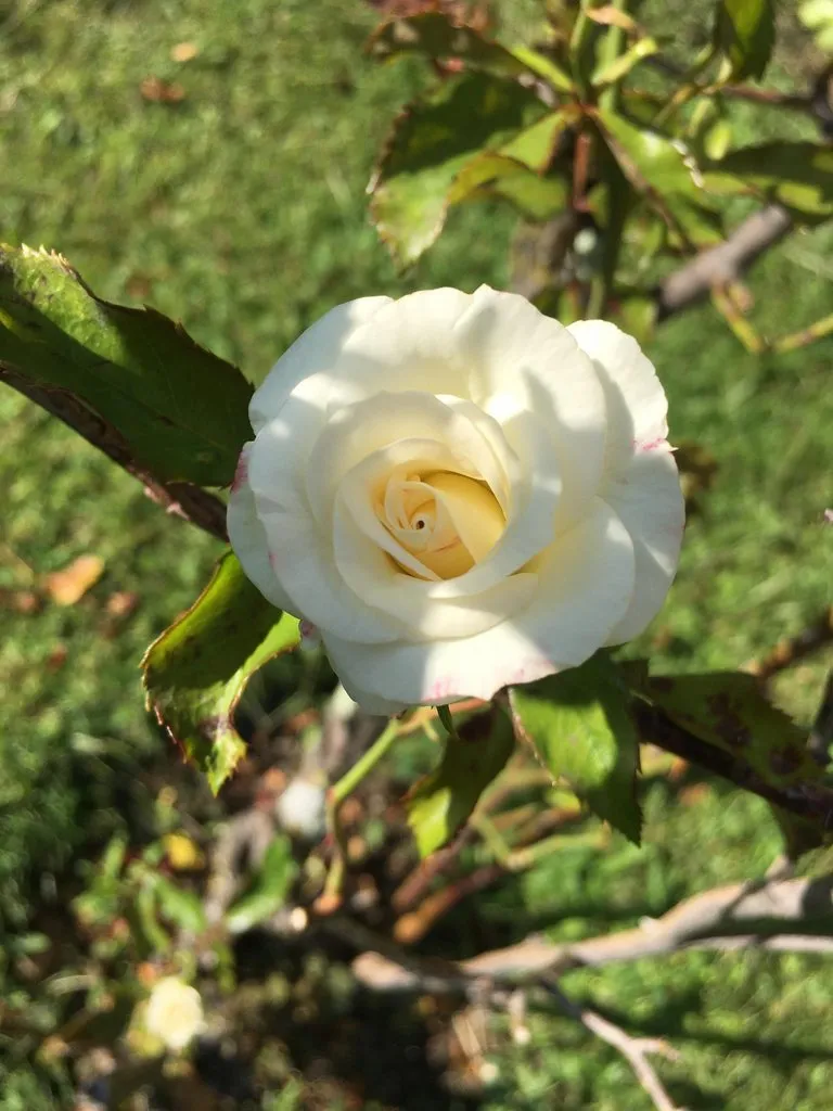 Чайная беседка