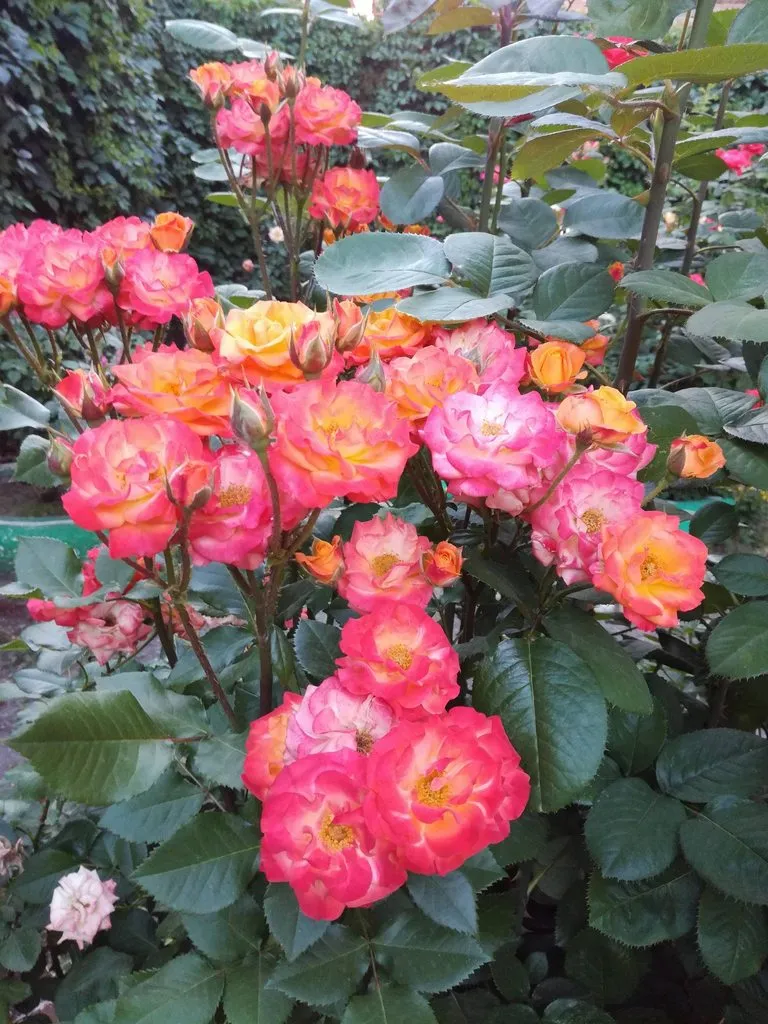 Чайная беседка