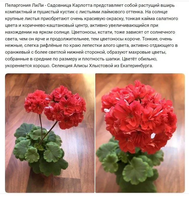 Лютики-цветочки или увлекательное крестьянство
