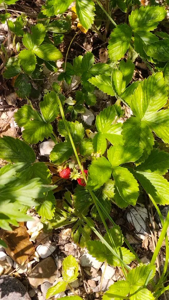 Чайная беседка