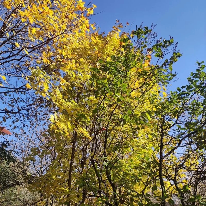 Чайная беседка