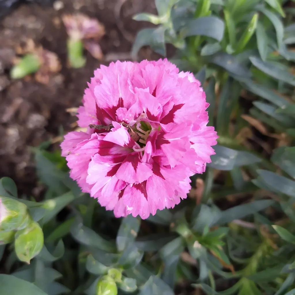 Чайная беседка