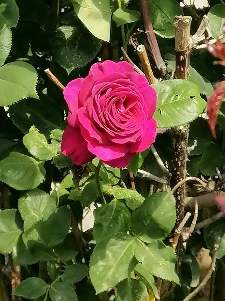 Чайная беседка