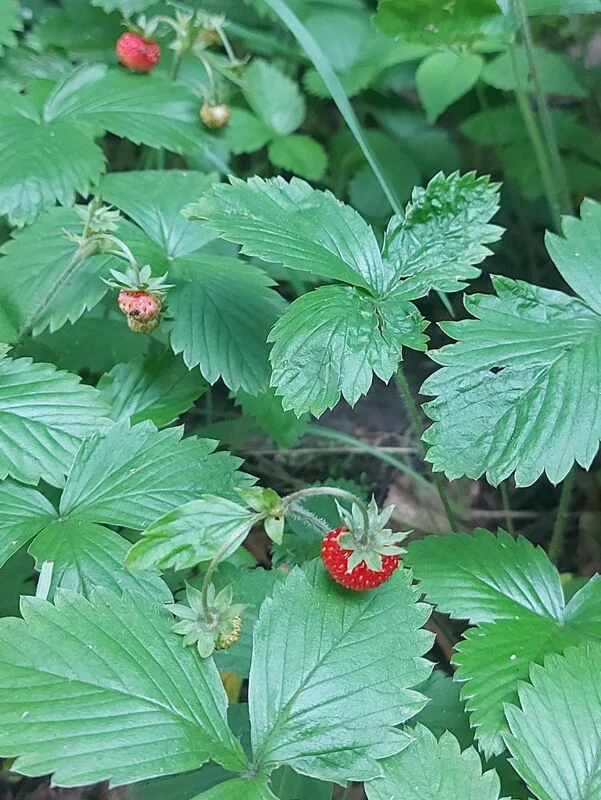 Чайная беседка