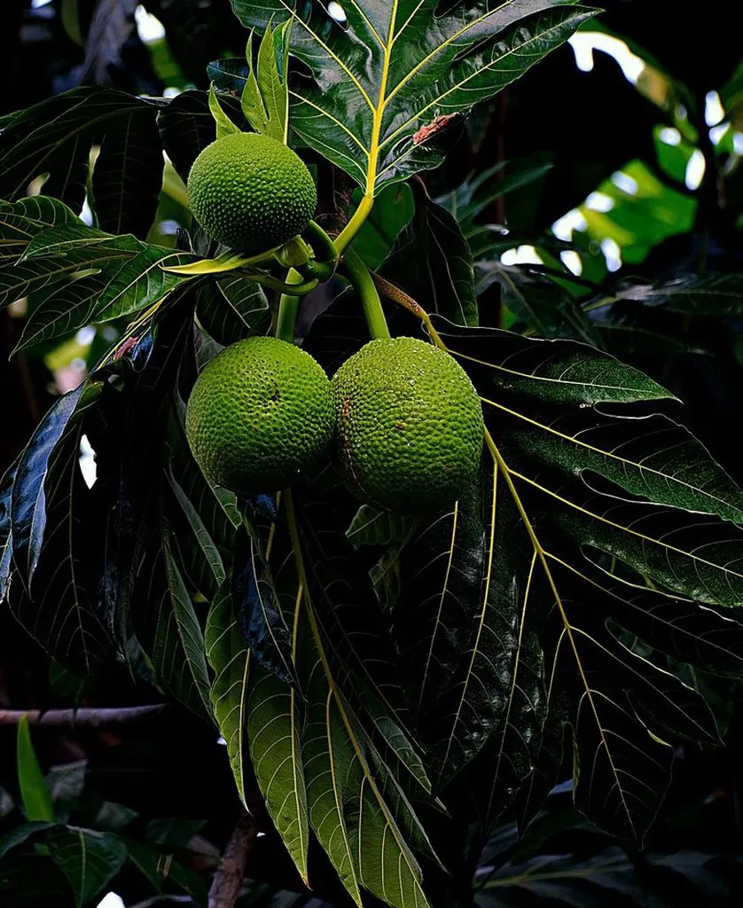 Хлебное дерево