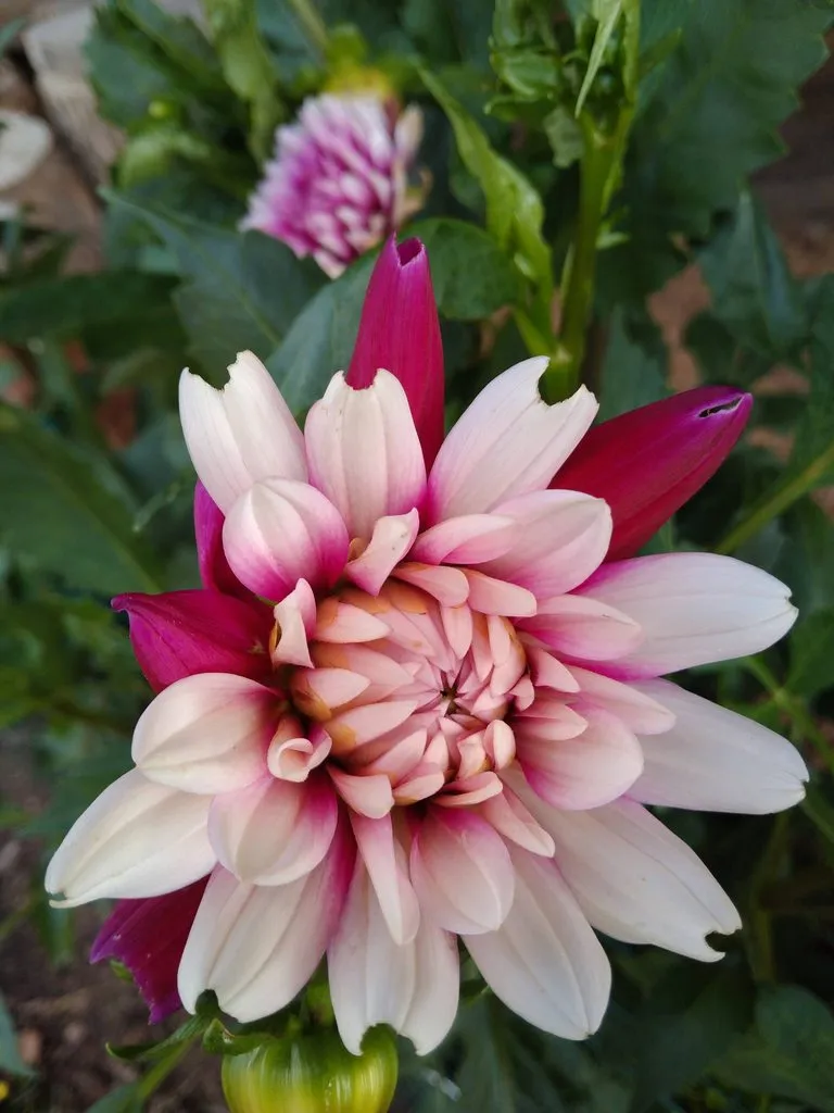 Чайная беседка