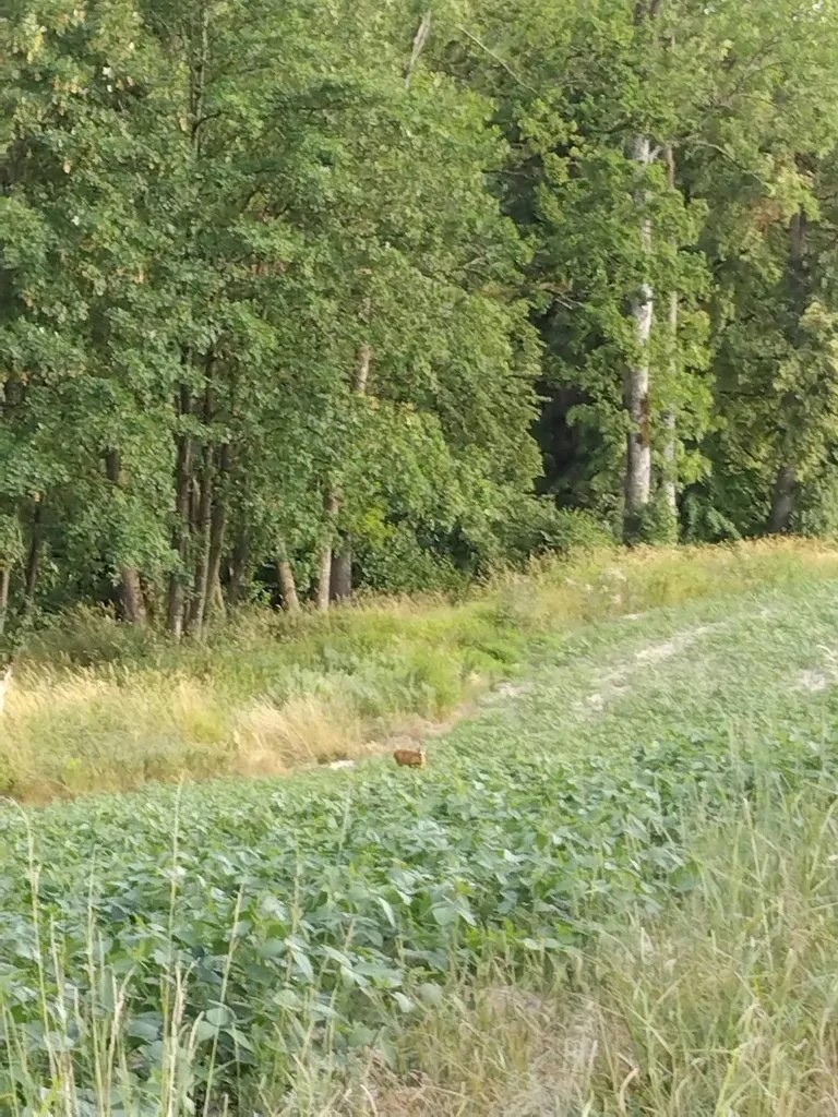 Чайная беседка