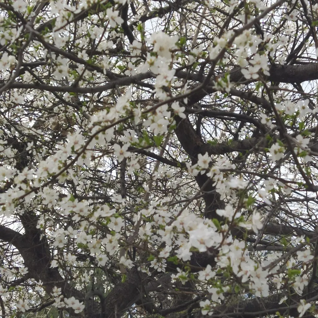 Чайная беседка