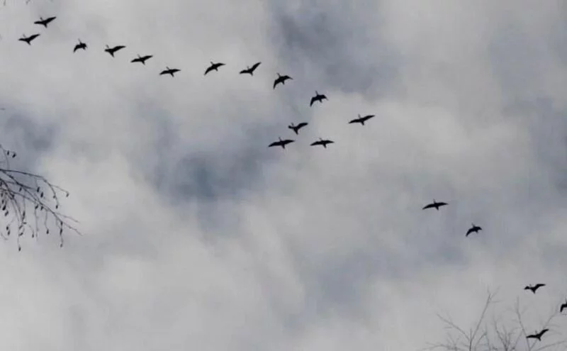 Такое разное небо