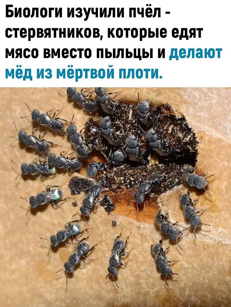 Пчёлки очень любят мёд