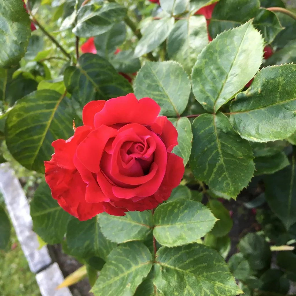 Чайная беседка