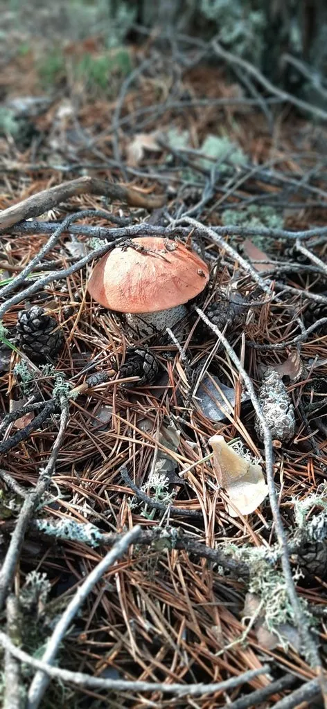 По грибы с лукошком