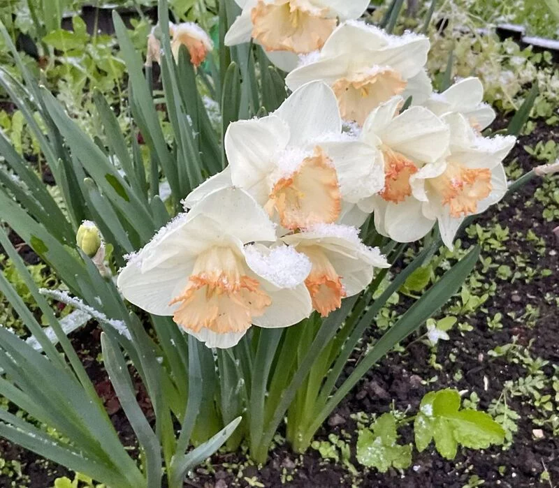 Фотонастроение