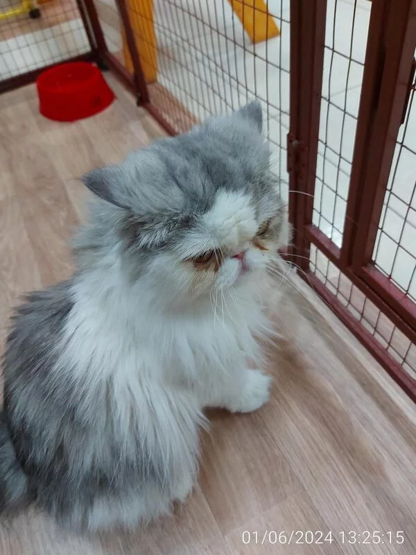 Чайная беседка