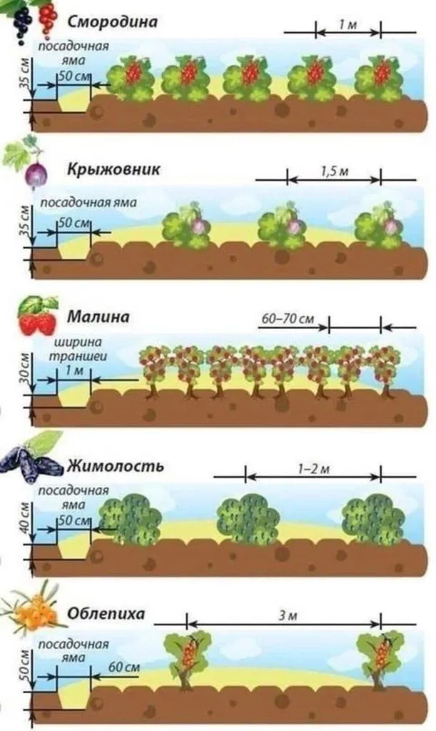 Садово-огородная  инфографика