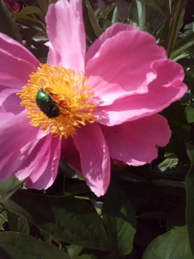 Чайная беседка