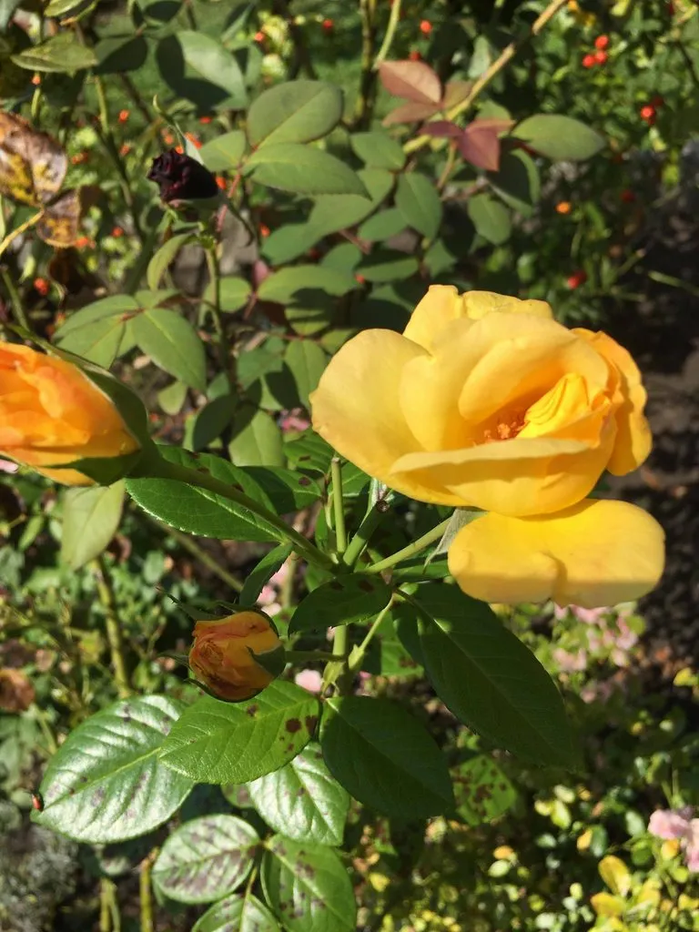 Чайная беседка