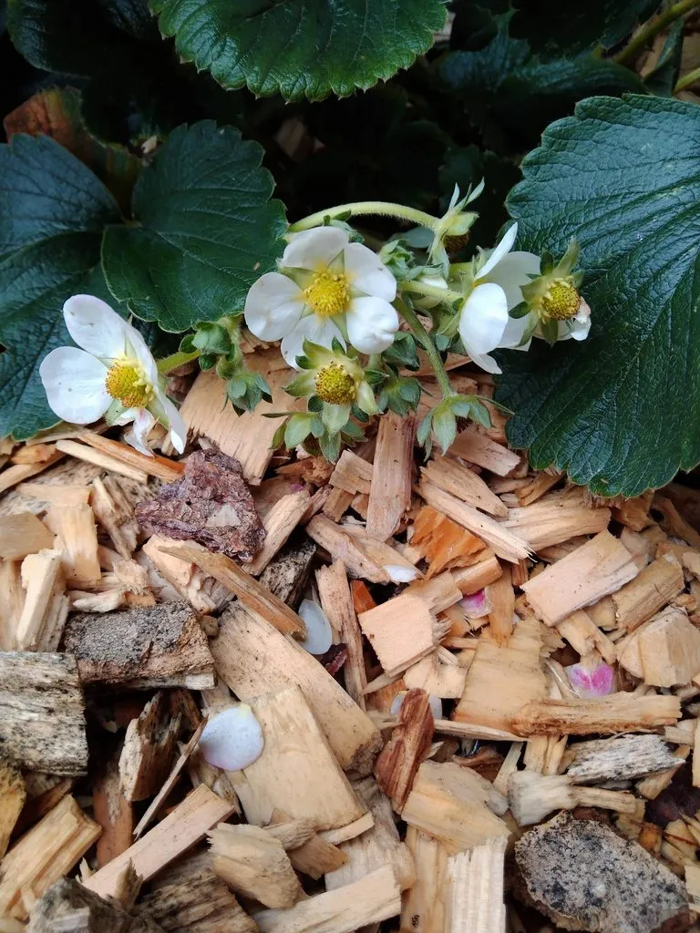 Чайная беседка